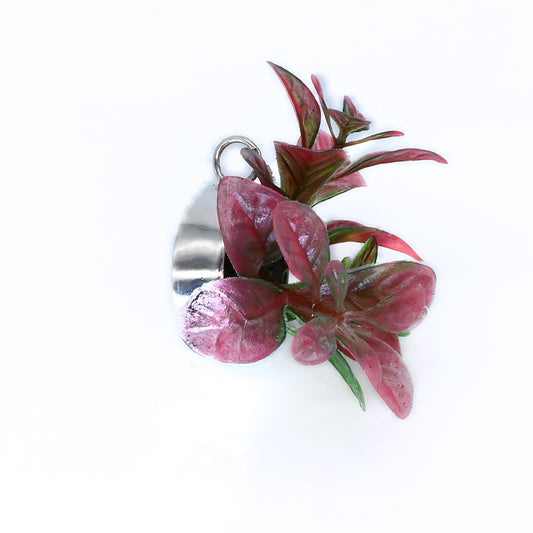 Hanger plant