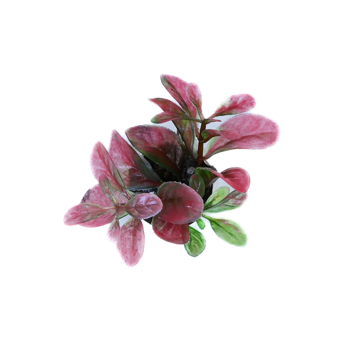 Hanger plant